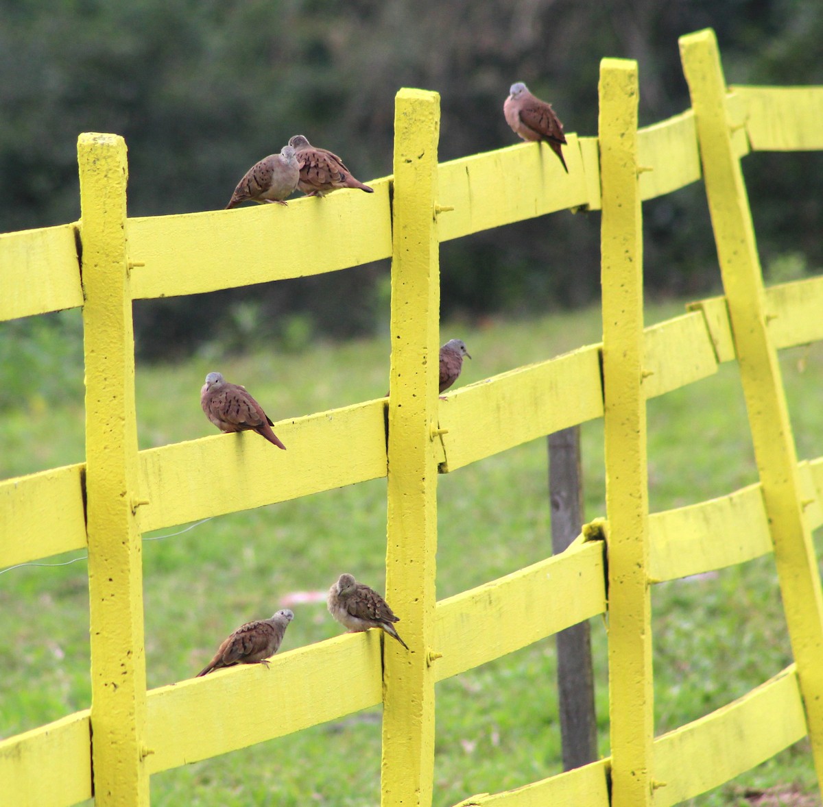 Ruddy Ground Dove - ML620689401