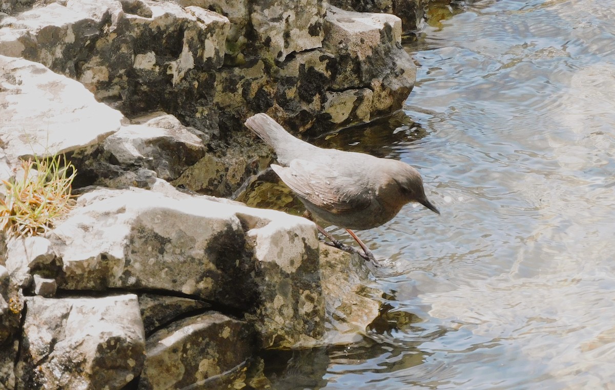 American Dipper - ML620689402