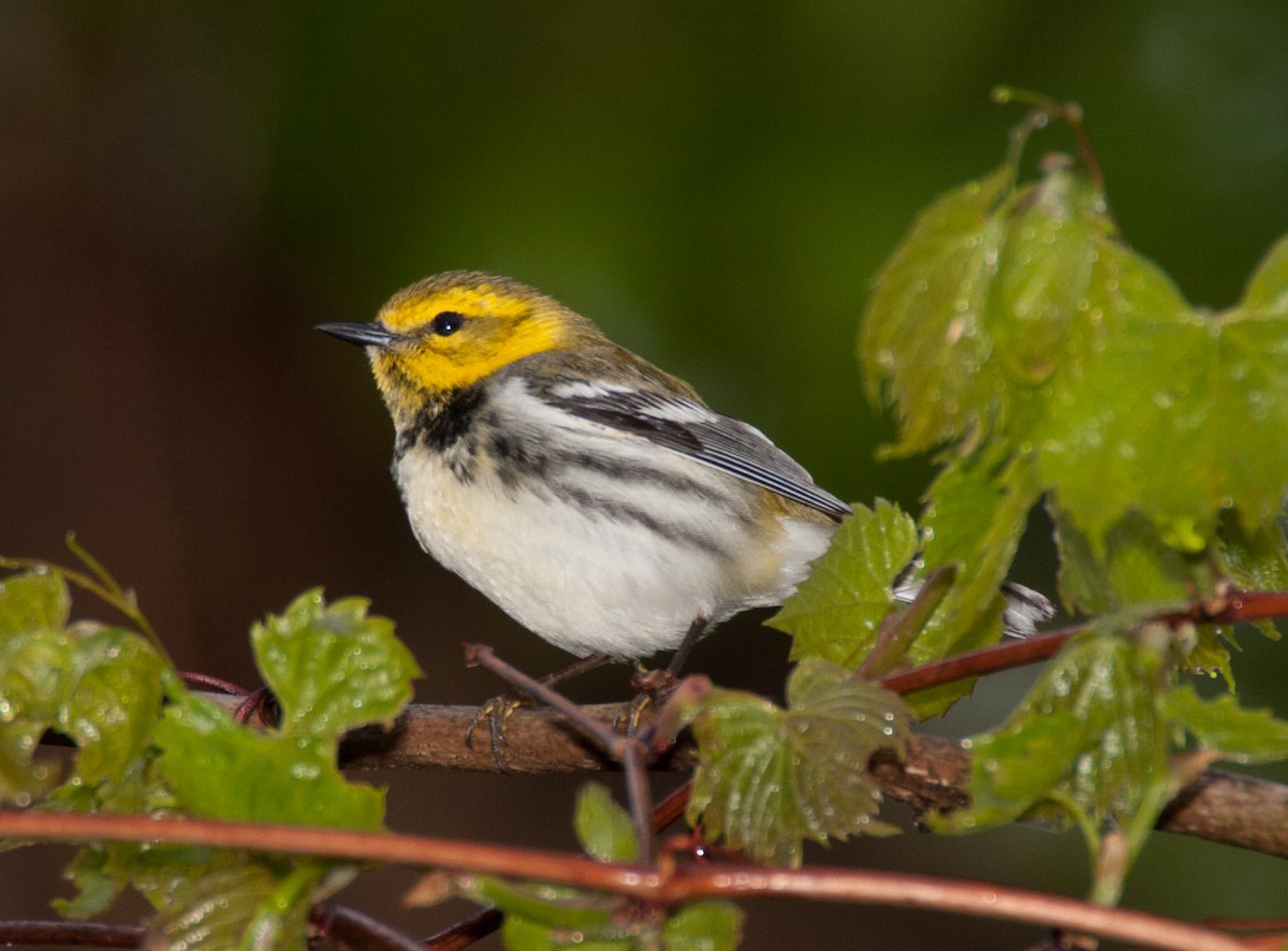 Black-throated Green Warbler - ML620689404