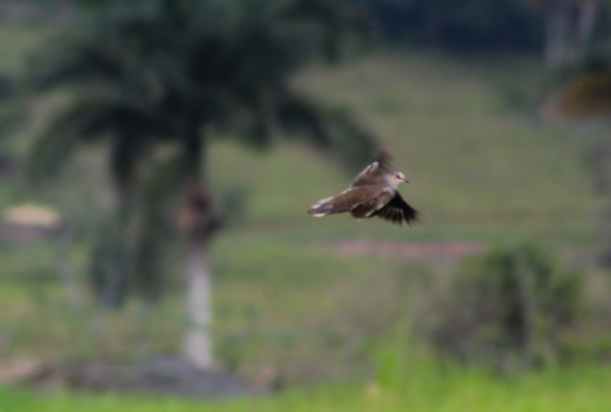 Picui Ground Dove - ML620689406