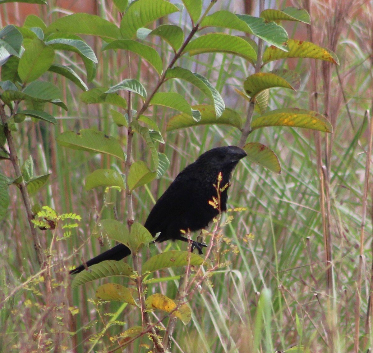 Smooth-billed Ani - ML620689412