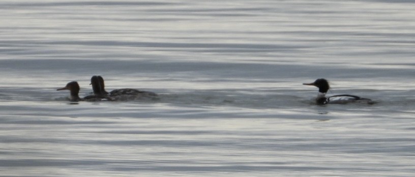 Red-breasted Merganser - ML620689413