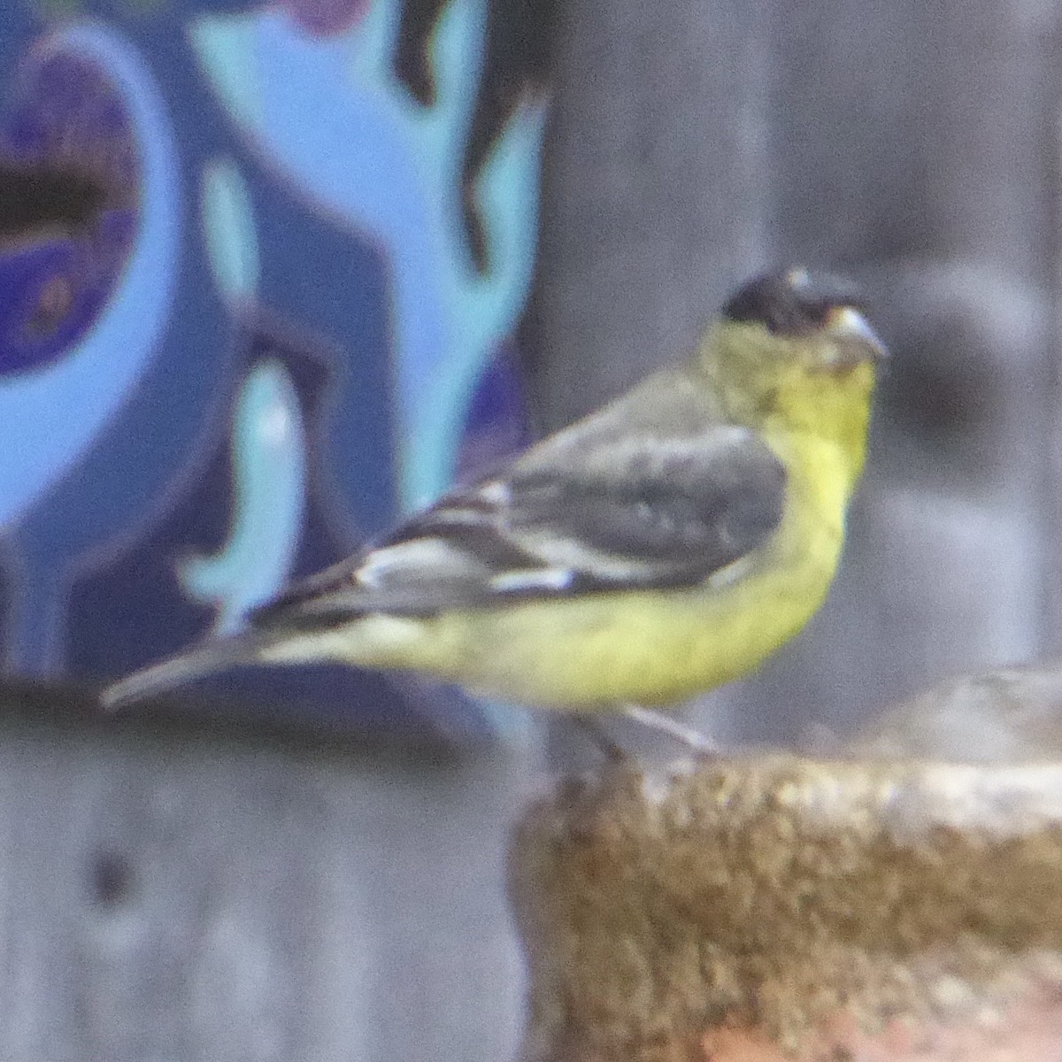 Lesser Goldfinch - ML620689414