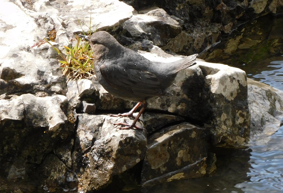 American Dipper - Alfred Scott