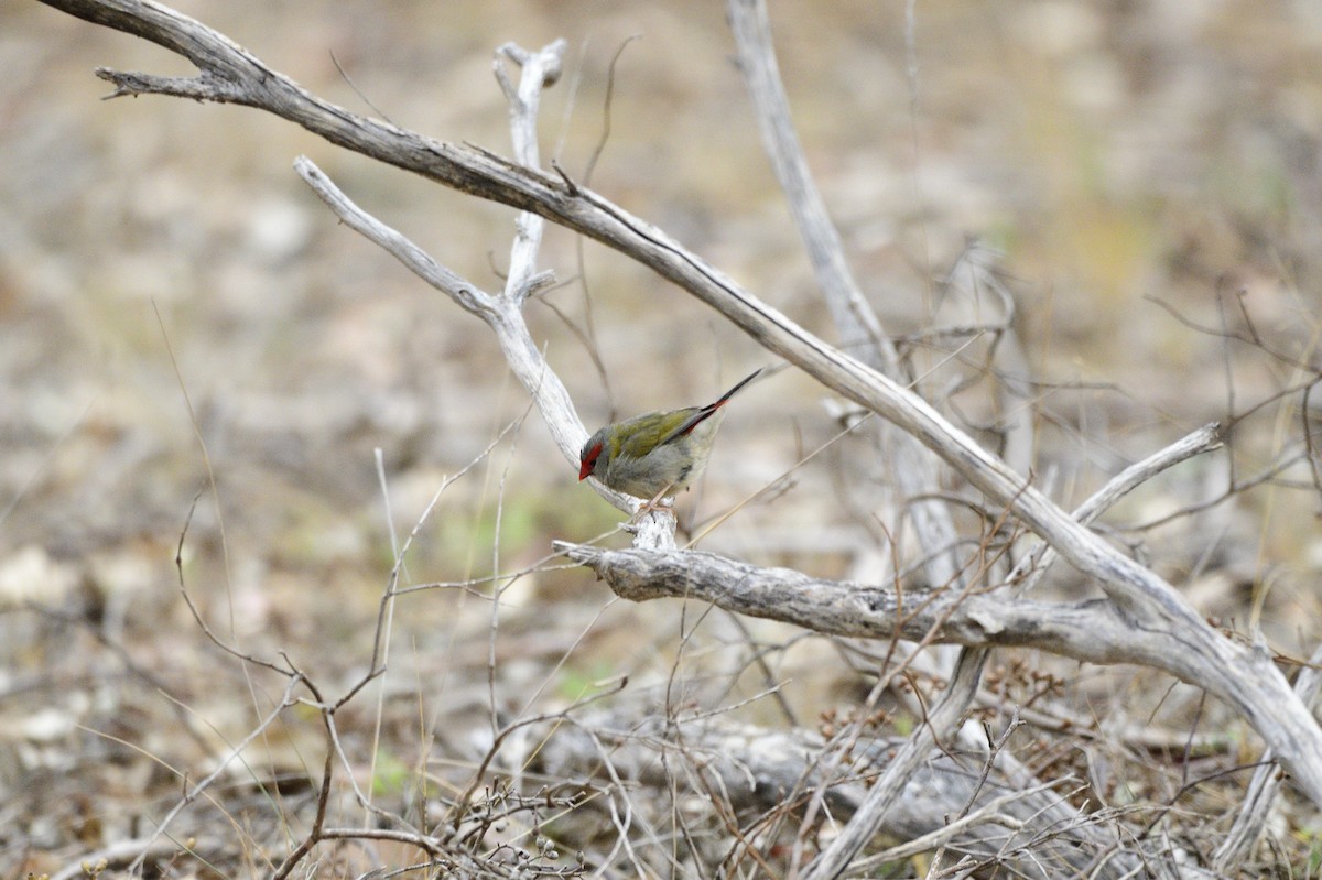 Red-browed Firetail - ML620689416