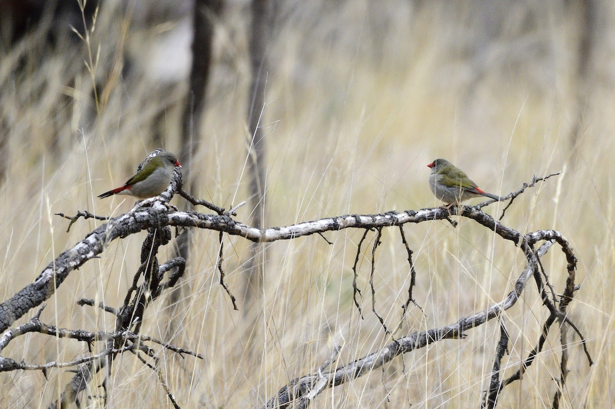 Red-browed Firetail - ML620689417