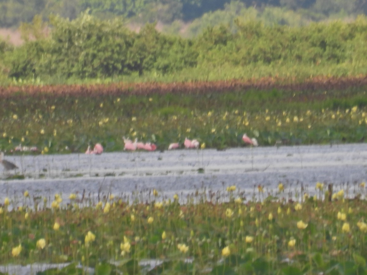 Roseate Spoonbill - ML620689418