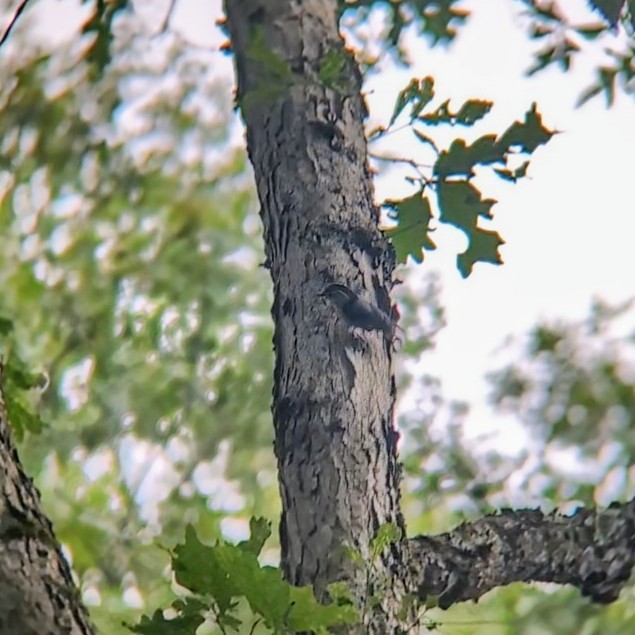 White-breasted Nuthatch - Molly C