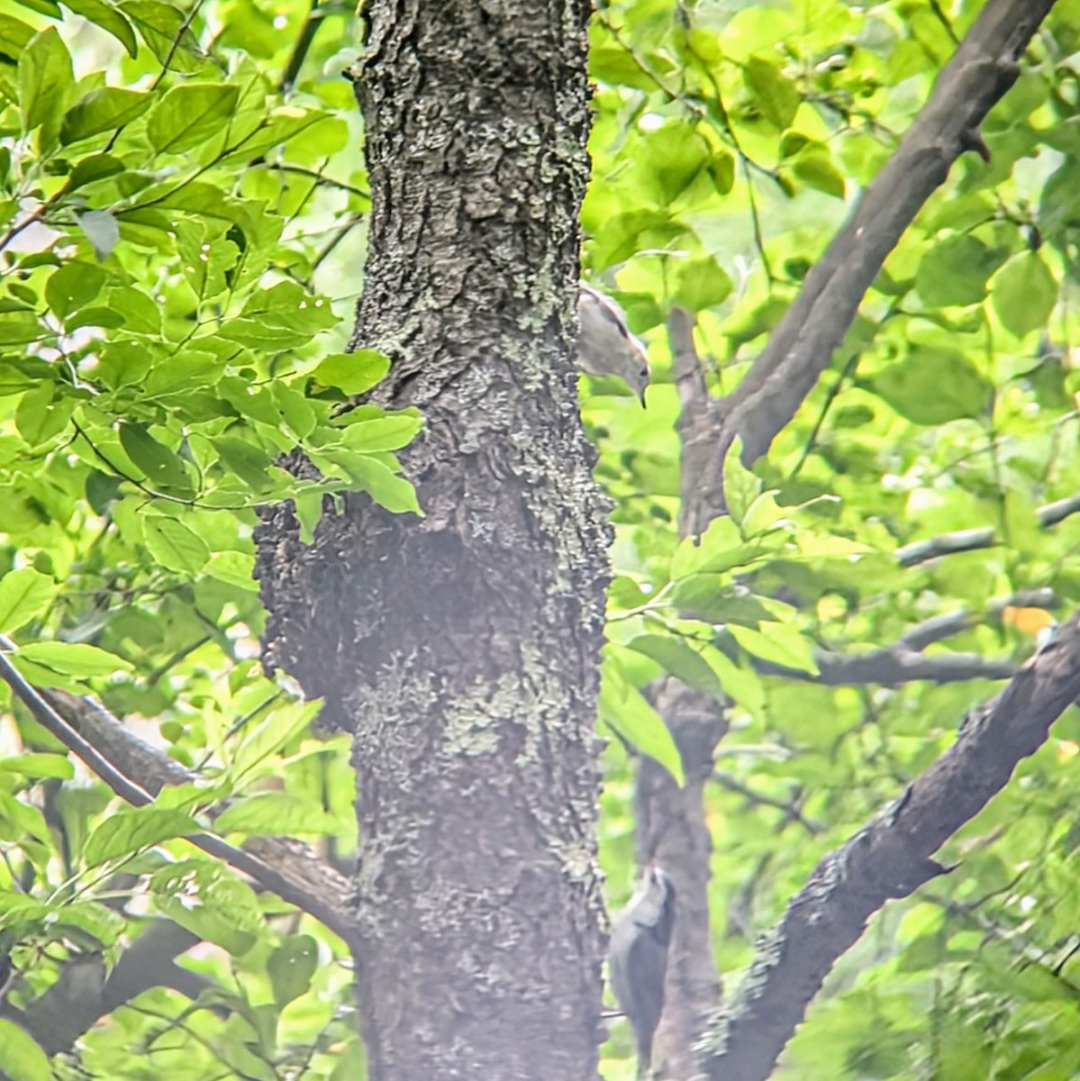 White-breasted Nuthatch - ML620689420