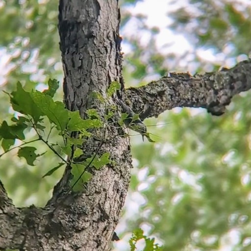 White-breasted Nuthatch - ML620689421