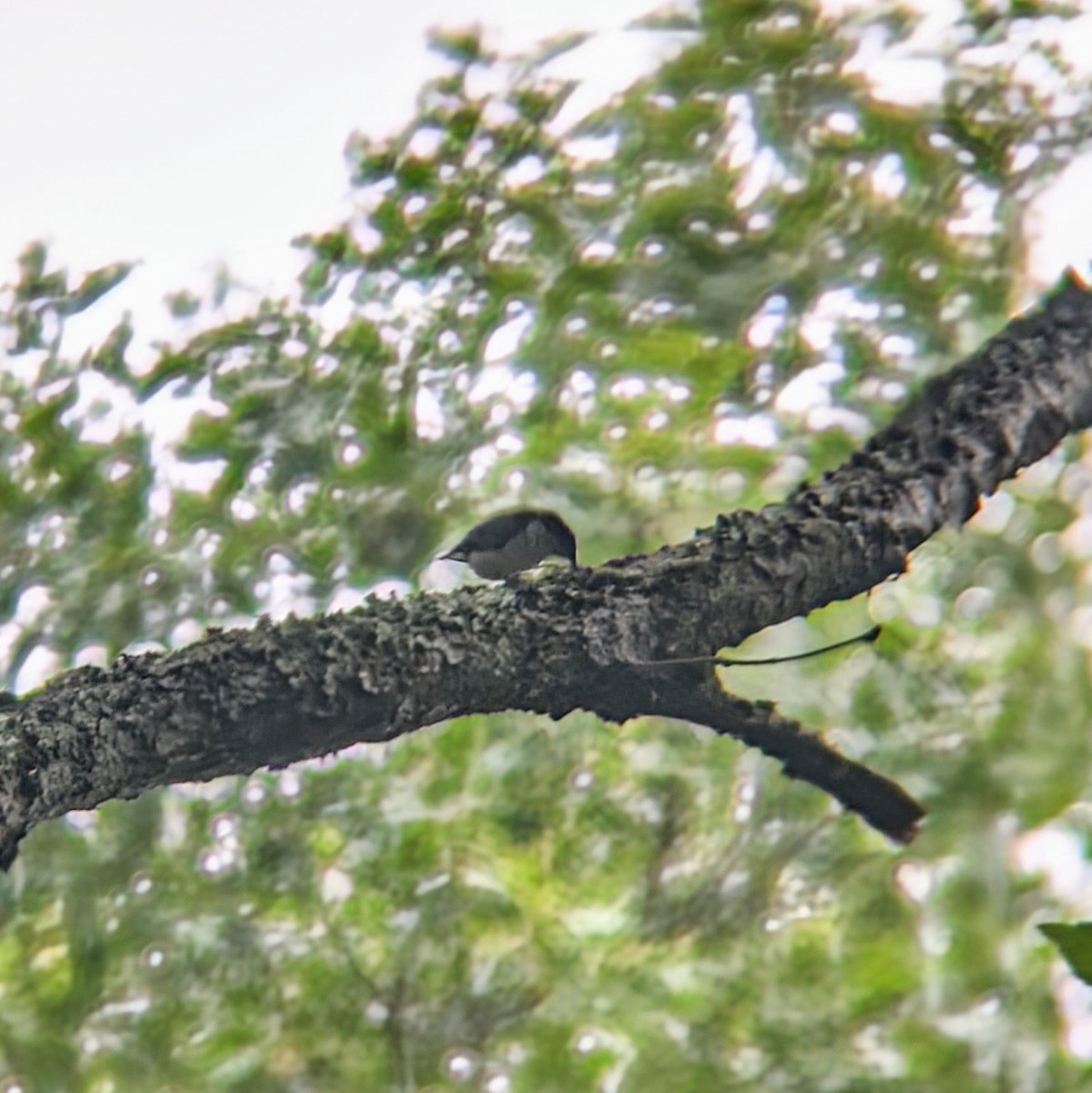 White-breasted Nuthatch - ML620689422