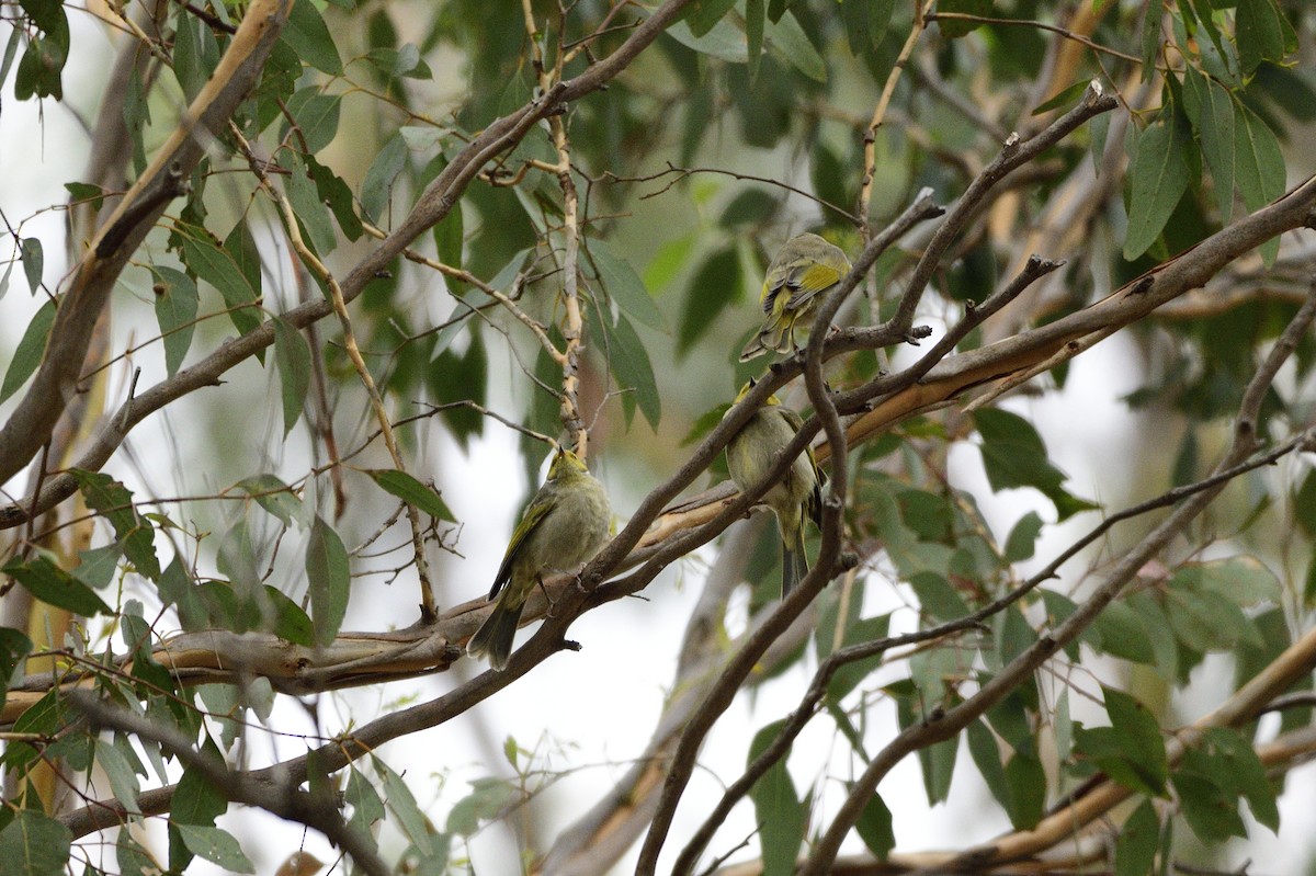 White-plumed Honeyeater - ML620689426