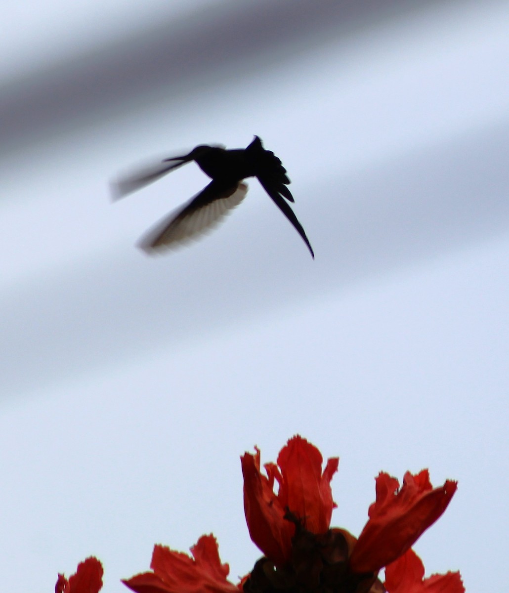 Swallow-tailed Hummingbird - ML620689430