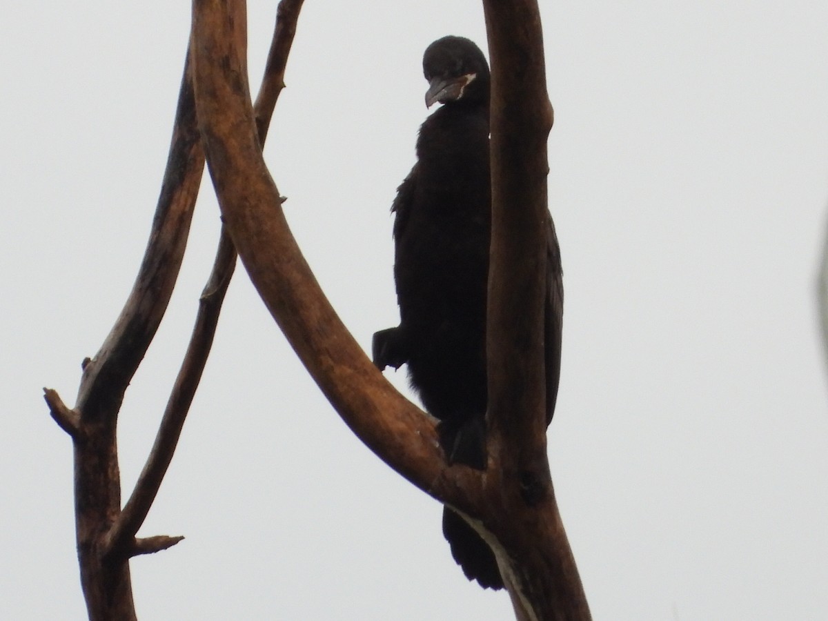 Cormorán Biguá - ML620689432