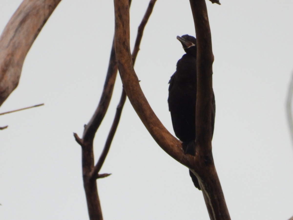 Neotropic Cormorant - ML620689433