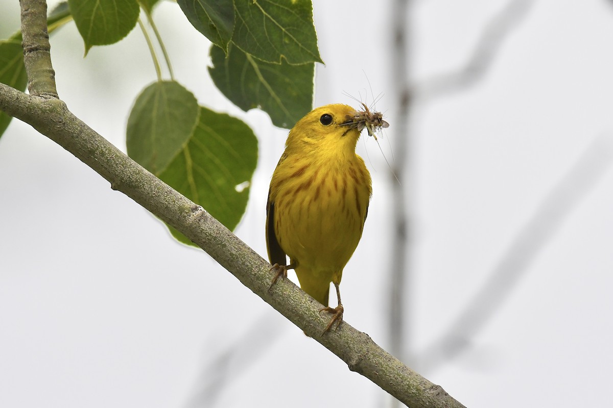 Paruline jaune - ML620689437