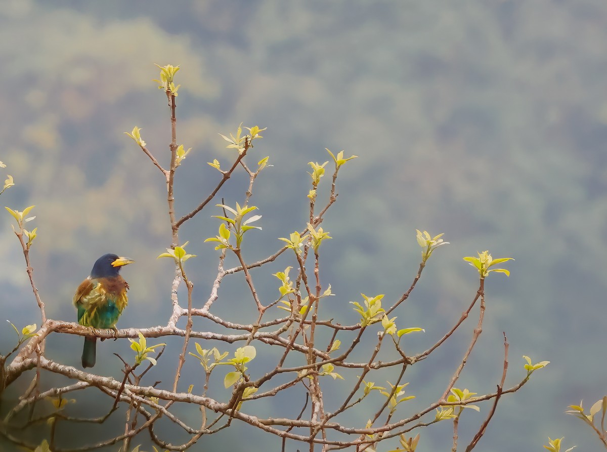 Great Barbet - ML620689438