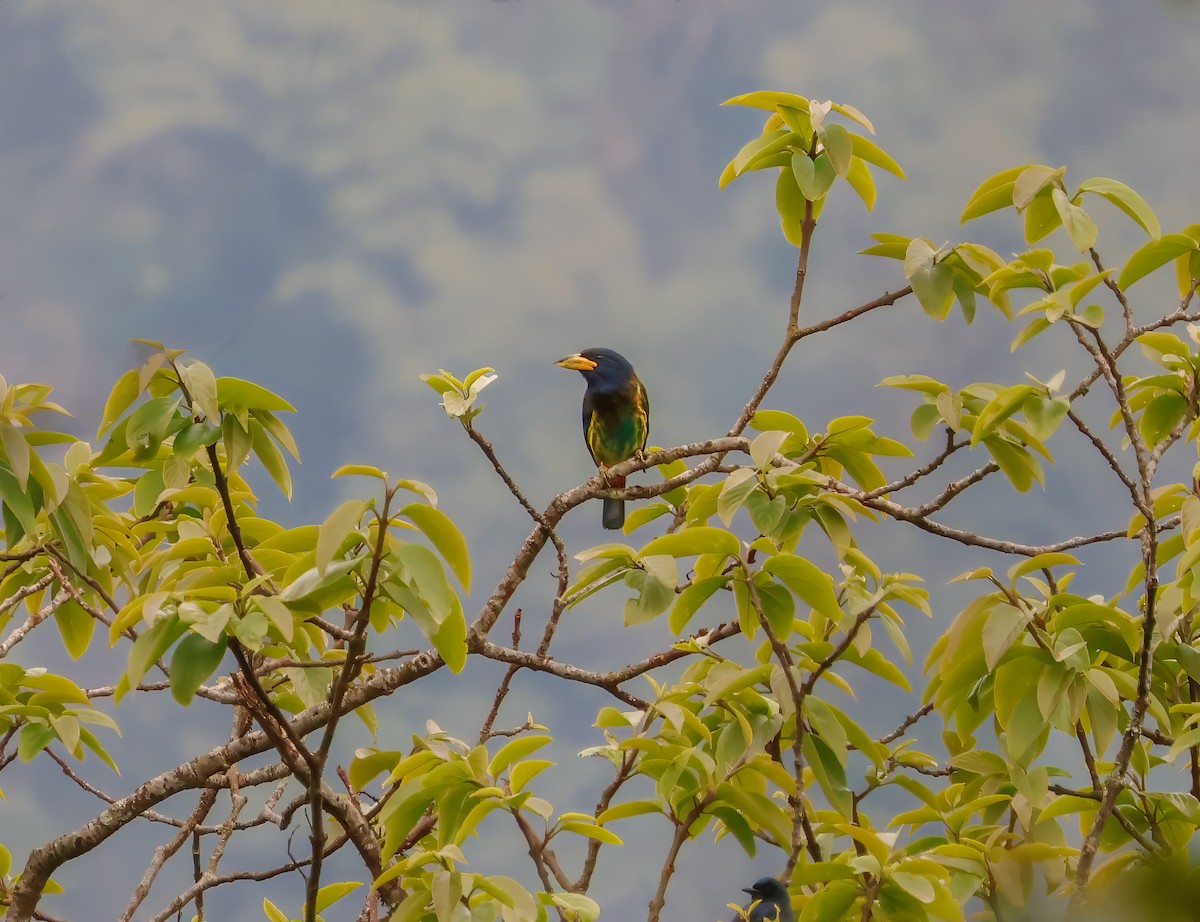 Great Barbet - ML620689439