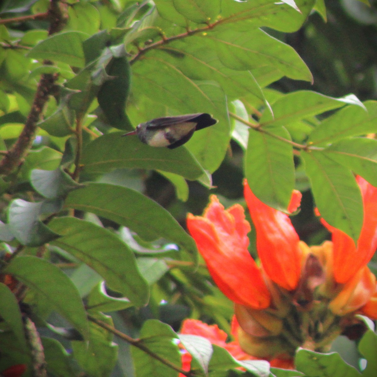 Glittering-throated Emerald - ML620689443