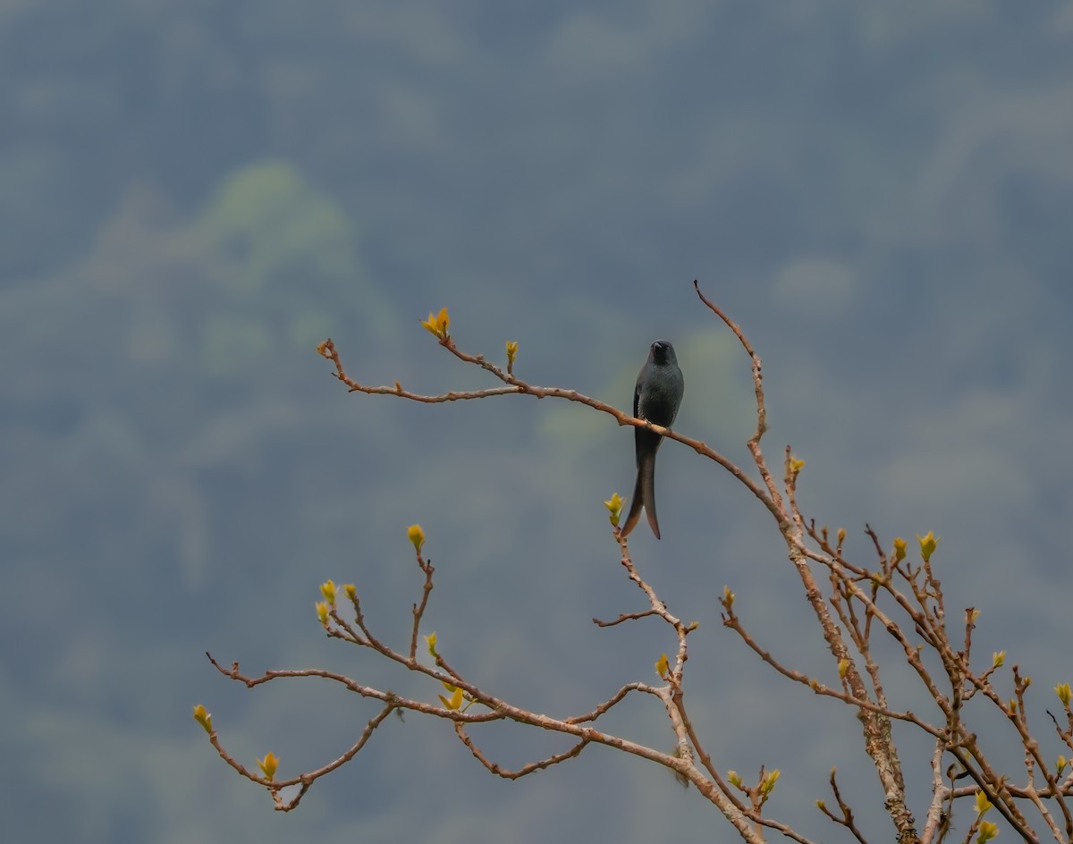 Kül Rengi Drongo - ML620689445