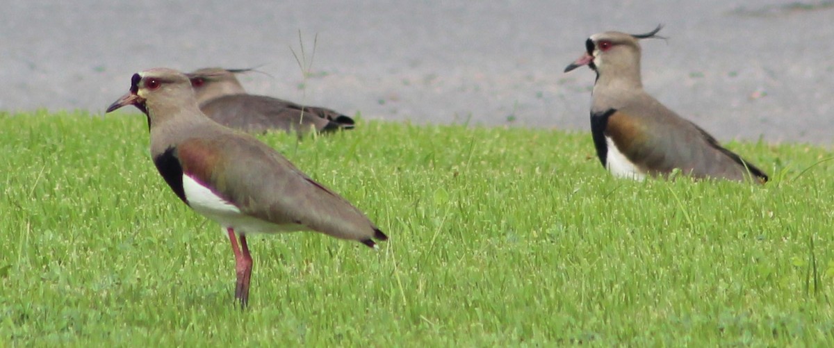 Southern Lapwing - ML620689446