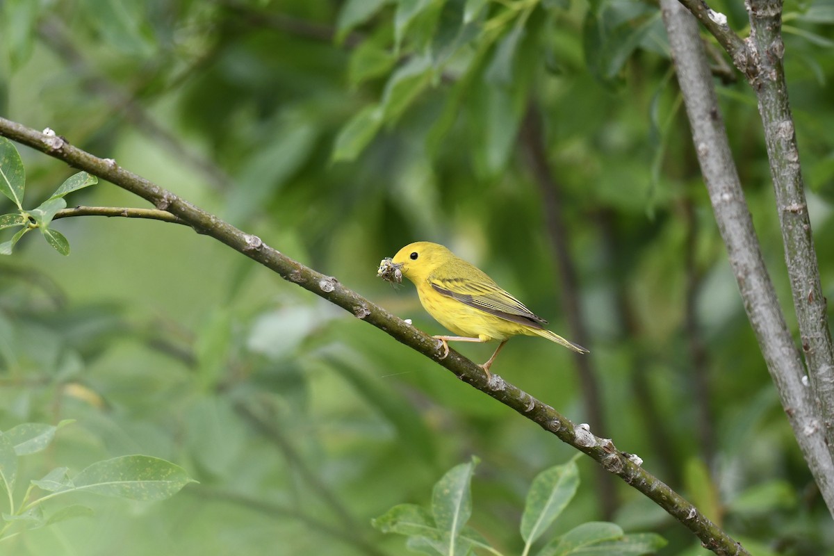 Paruline jaune - ML620689447