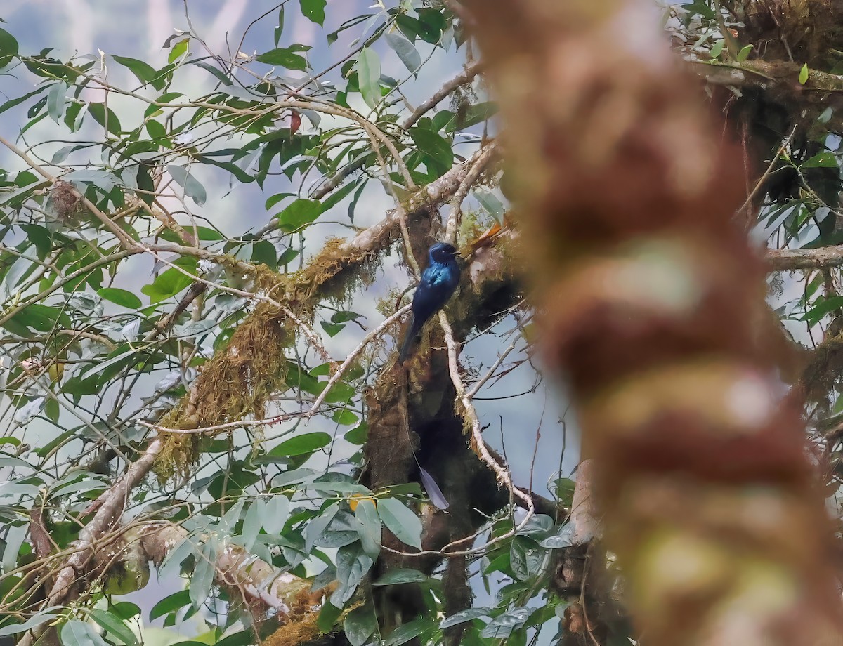 Lesser Racket-tailed Drongo - ML620689448