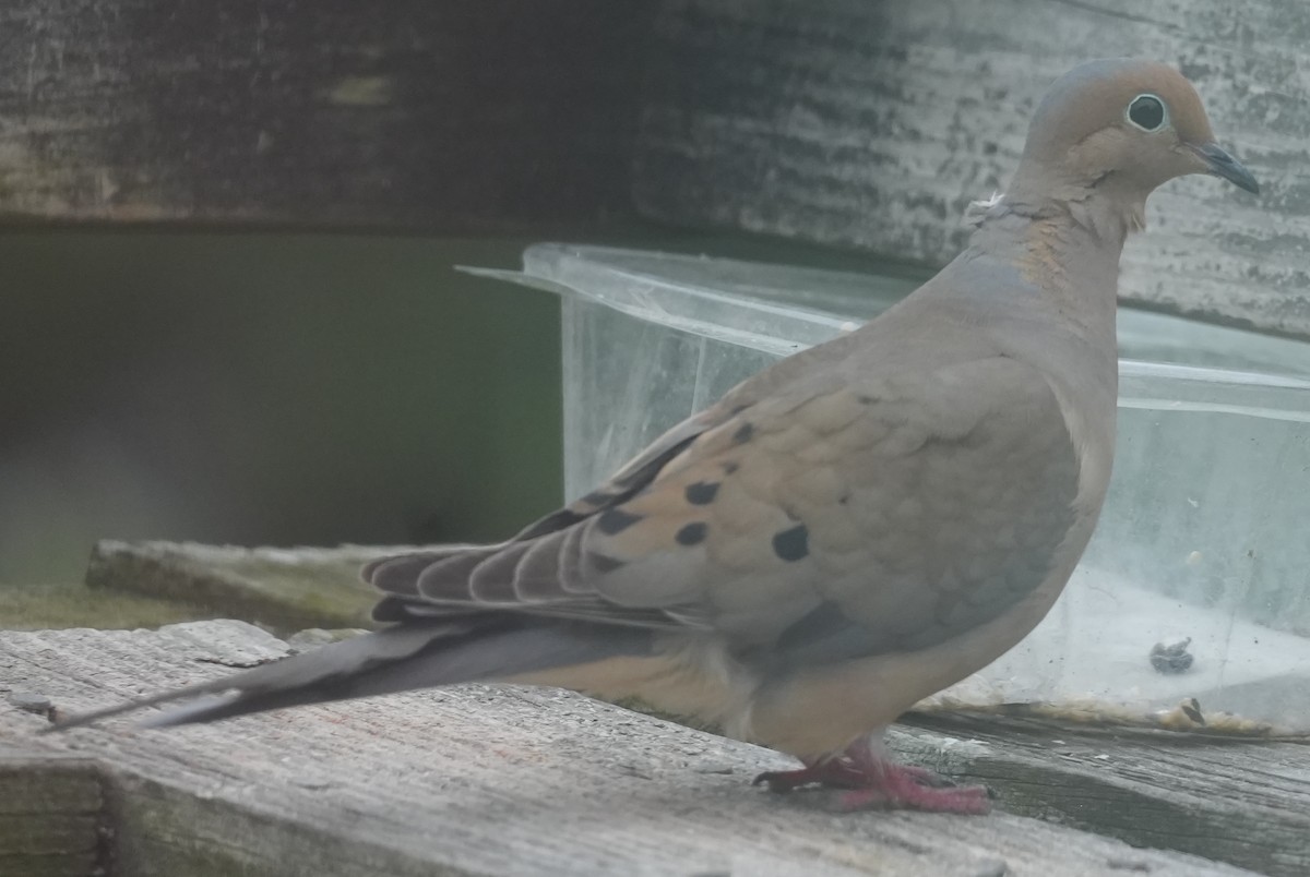 Mourning Dove - ML620689452