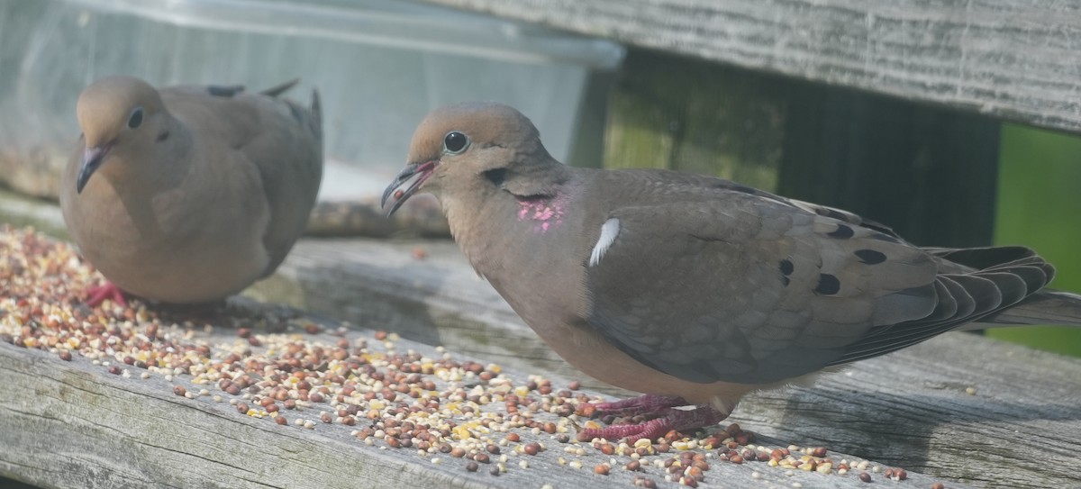 Mourning Dove - ML620689455