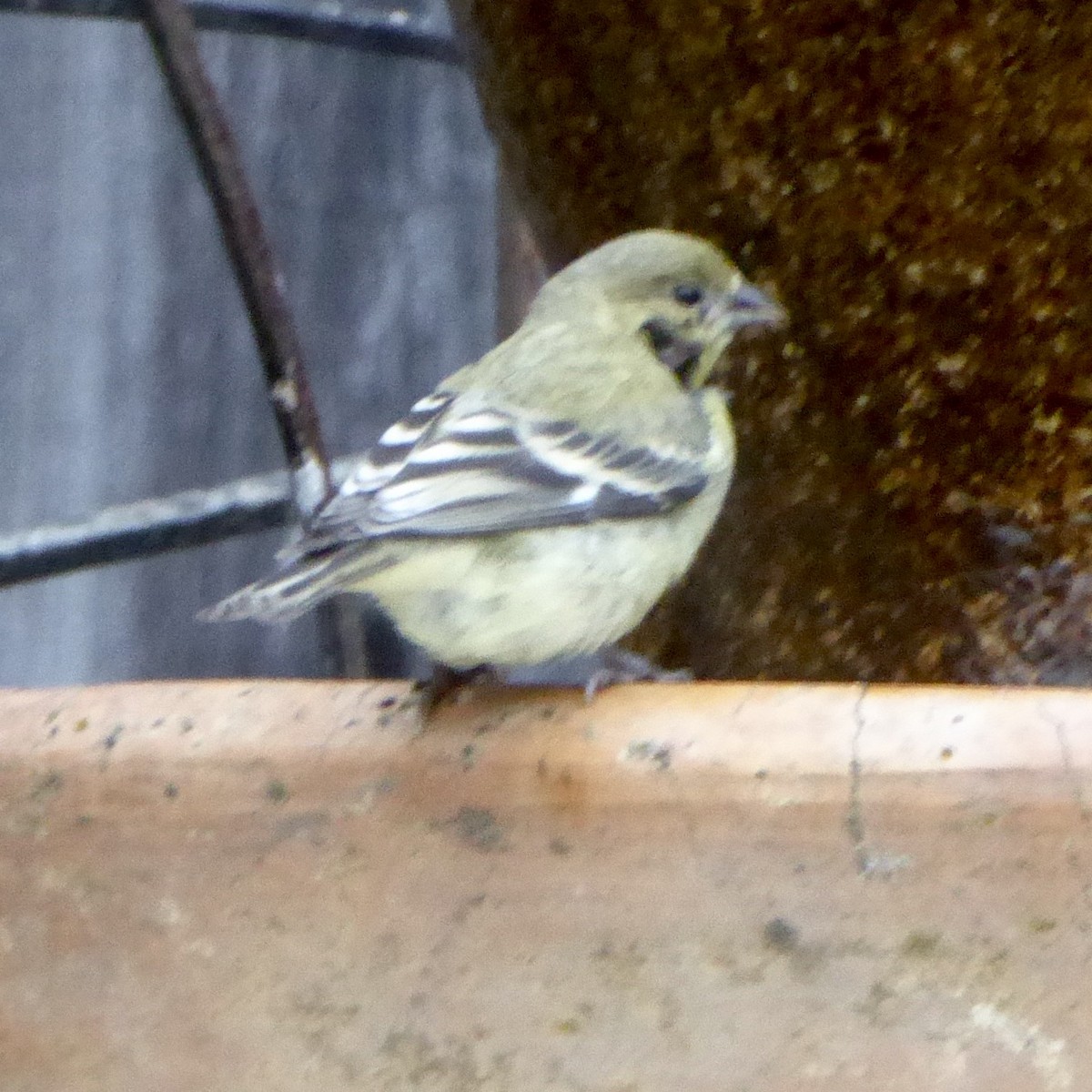 Lesser Goldfinch - ML620689456