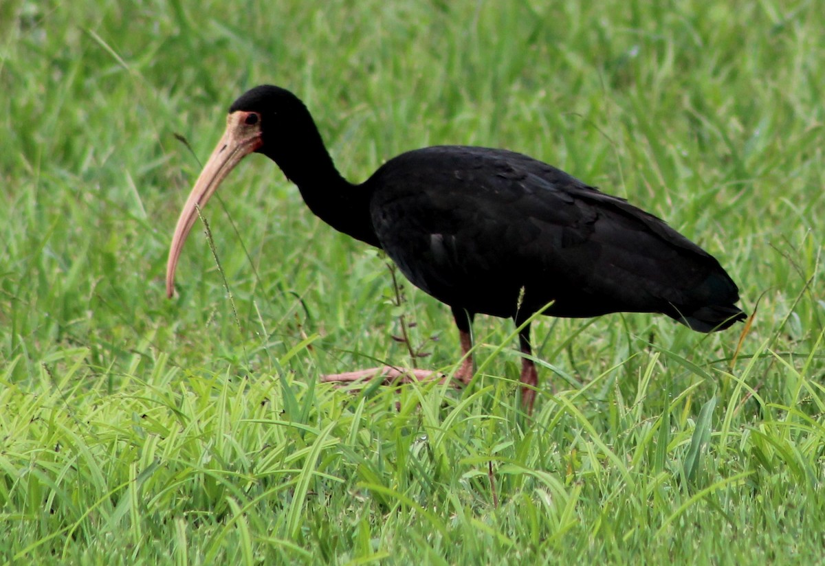 Ibis à face nue - ML620689462