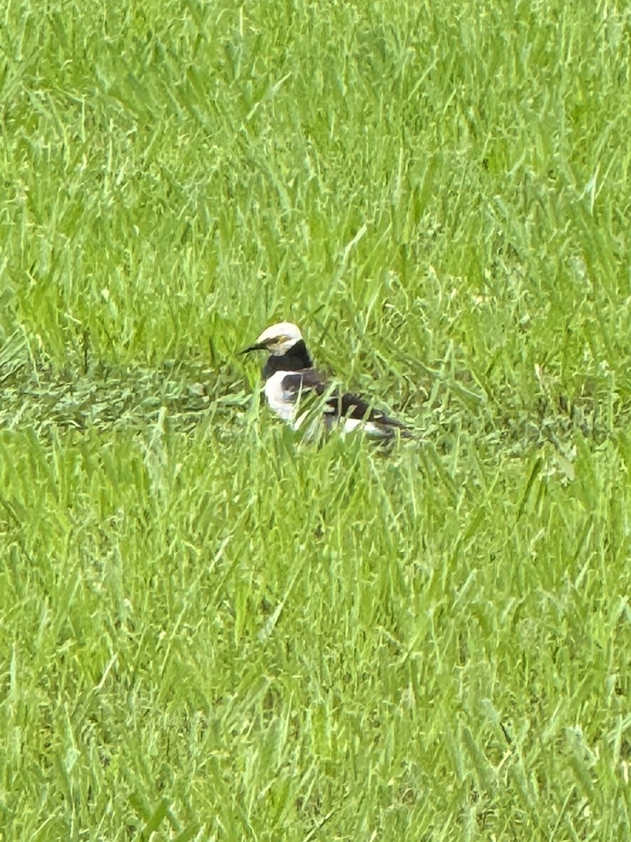 Black-collared Starling - ML620689463