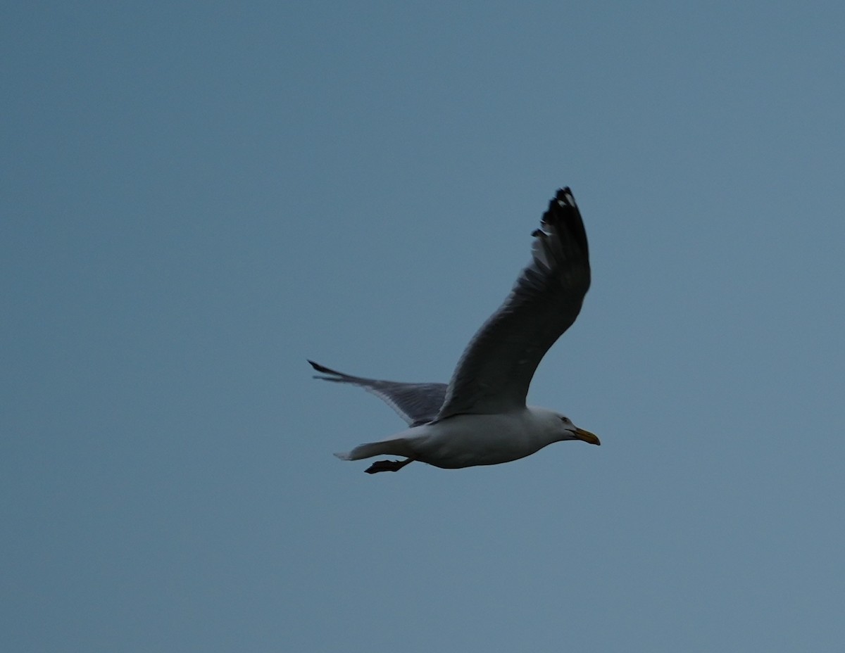 Herring Gull - ML620689464