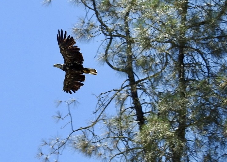 Bald Eagle - ML620689467