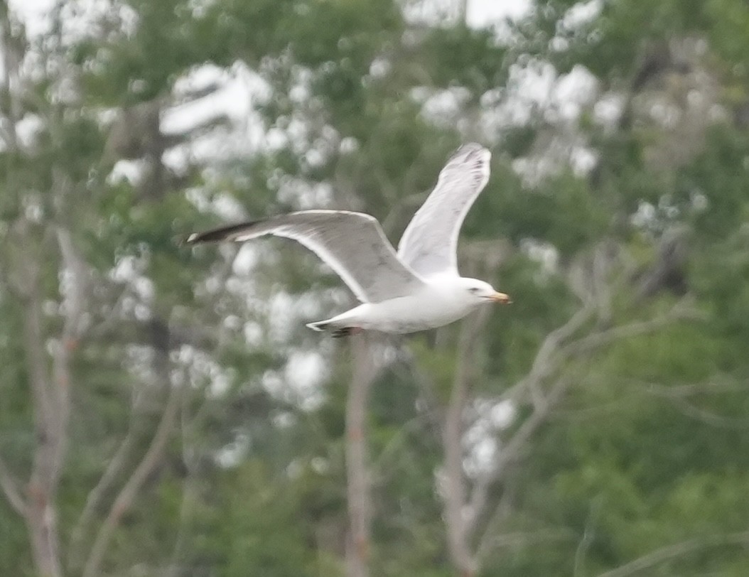 Gaviota Argéntea - ML620689468