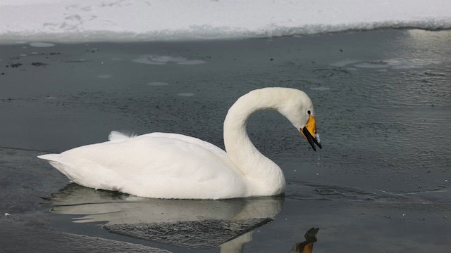 Whooper Swan - ML620689470