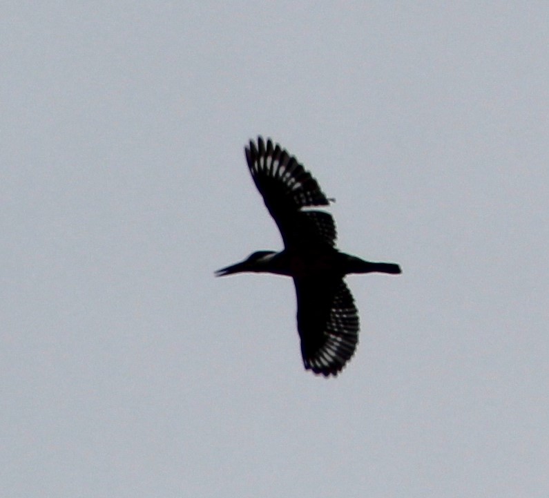 Ringed Kingfisher - ML620689476