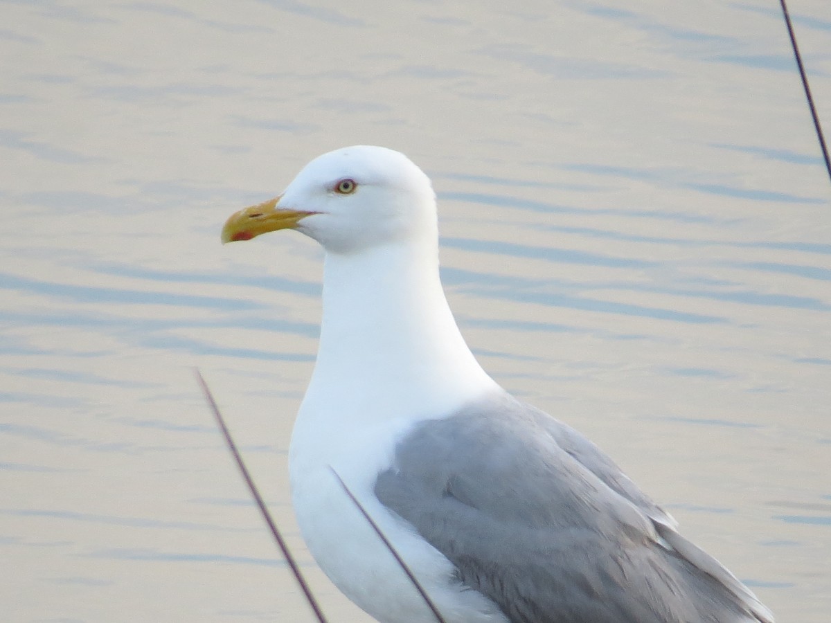 Gaviota Argéntea - ML620689486