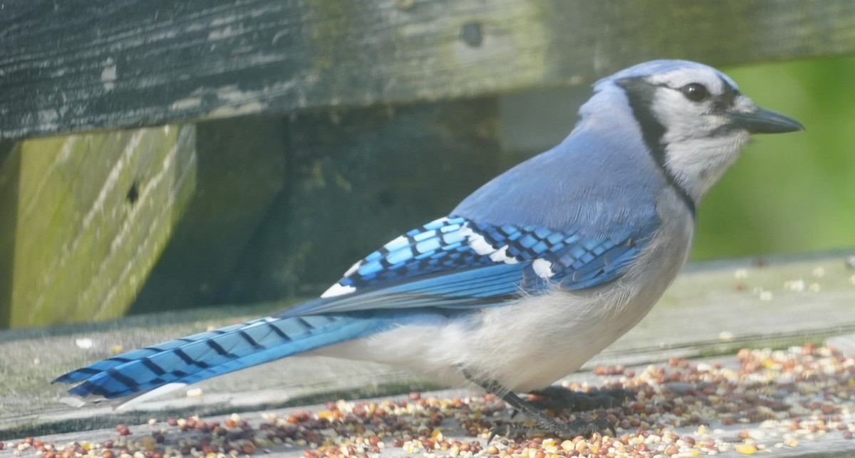 Blue Jay - ML620689488