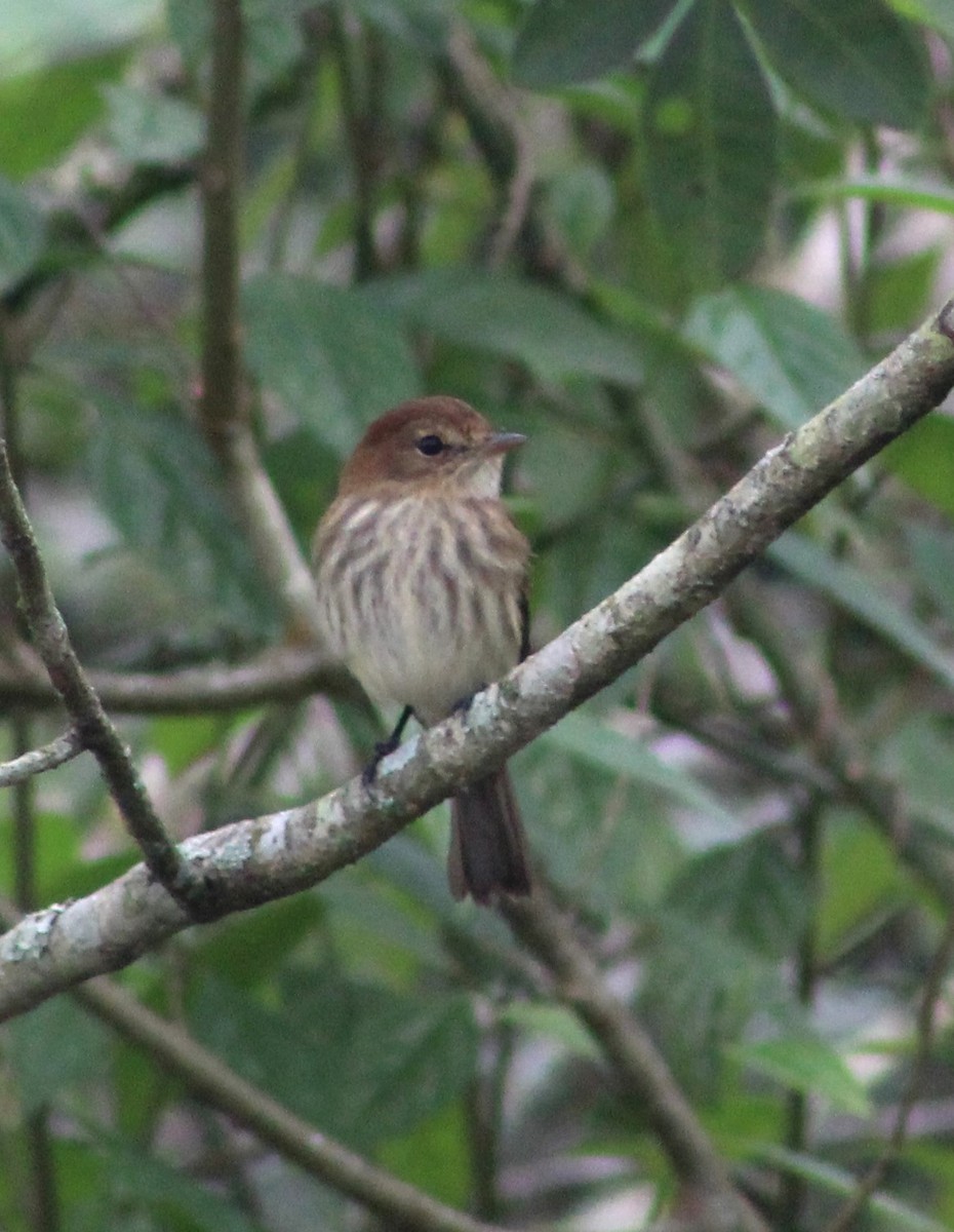 Bran-colored Flycatcher - ML620689489