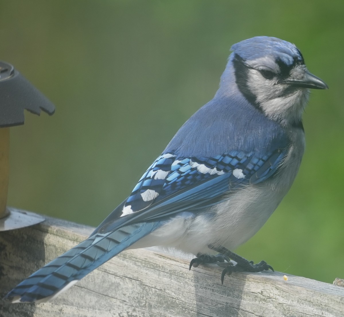 Blue Jay - ML620689495