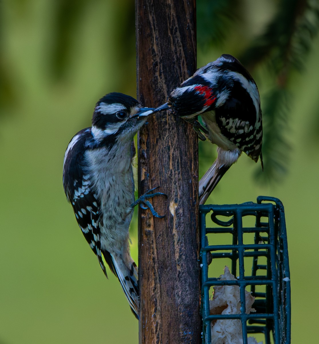 Downy Woodpecker - ML620689496