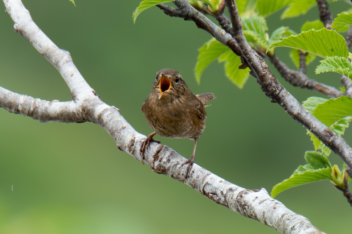 Pacific Wren - ML620689500