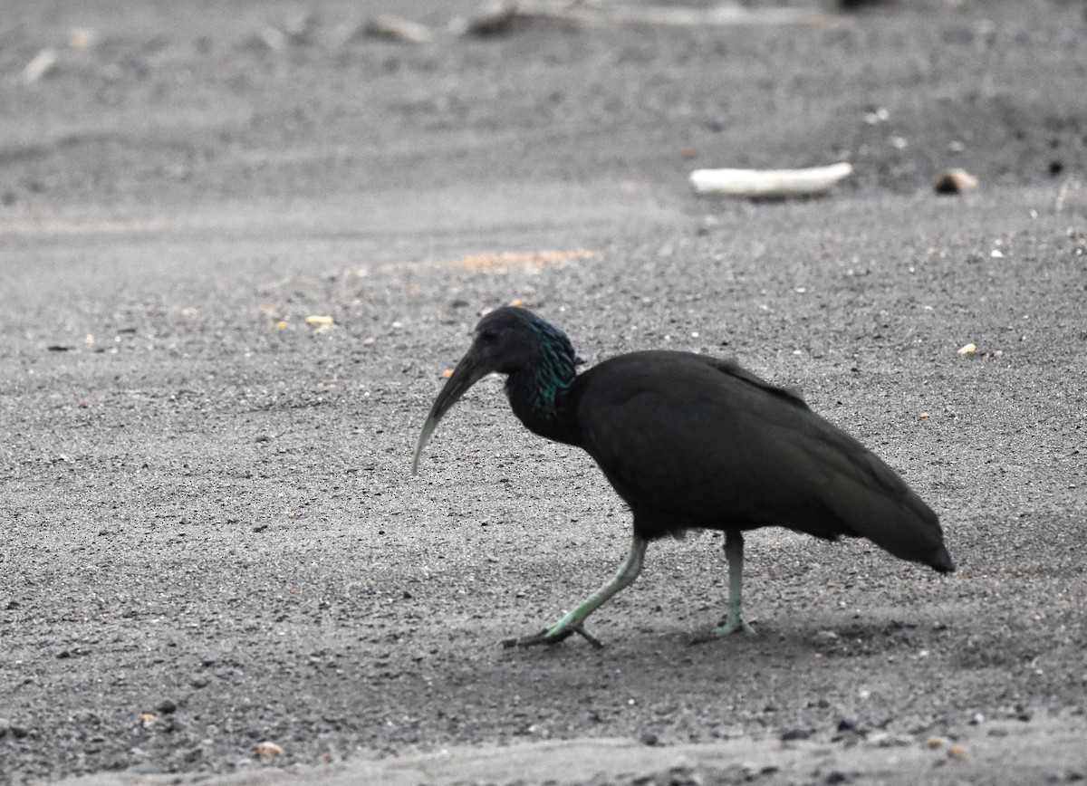 Ibis vert - ML620689501