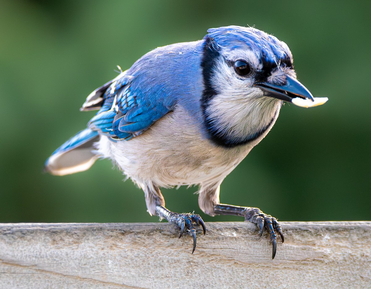 Blue Jay - Carmen Gumina