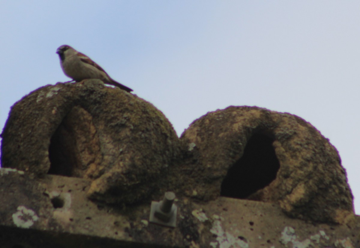 Moineau domestique - ML620689505