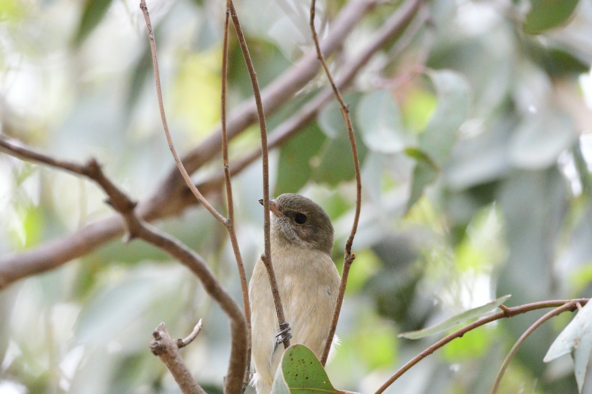 Golden Whistler - ML620689506