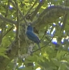 Indigo Bunting - ML620689507