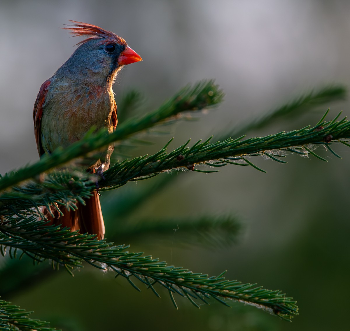 Cardinal rouge - ML620689508