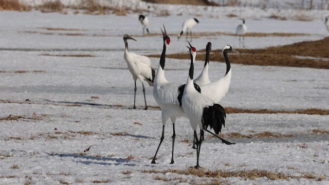 Grue du Japon - ML620689509